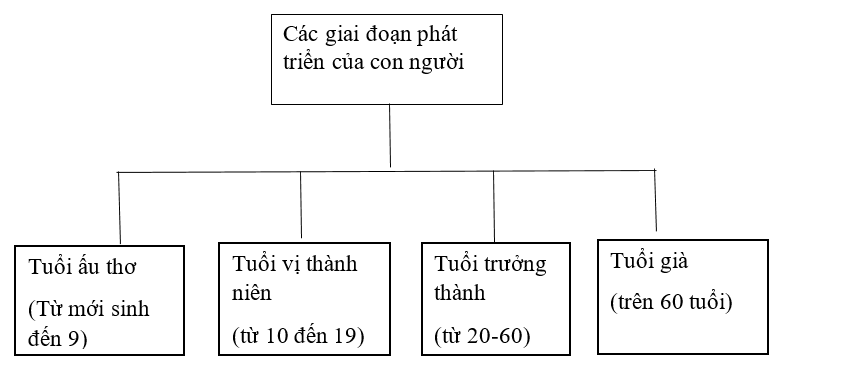 Hoàn thiện sơ đồ sau:  Các giai đoạn phát triển của con người (ảnh 1)