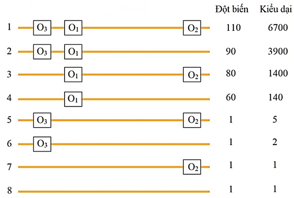 Ở vi khuẩn E.coli kiểu dại, vùng vận hành (O) của ôperon Lac có ba vị trí phân biệt gọi là O1, (ảnh 1)