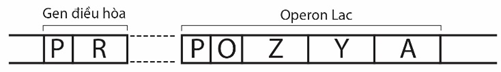 Trong mô hình điều hòa Operon Lac được mô tả như hình bên (ảnh 1)