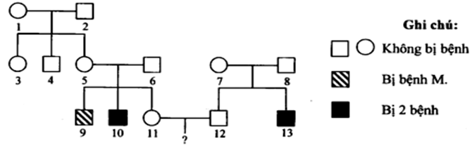 Phả hệ sau đây mô tả sự di truyền bệnh M và bệnh N  (ảnh 1)