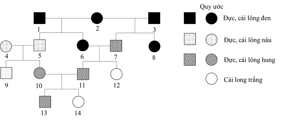 Khi nghiên cứu màu lông ở một quần thể động vật người ta thu được phả hệ về màu lông như sau (ảnh 1)