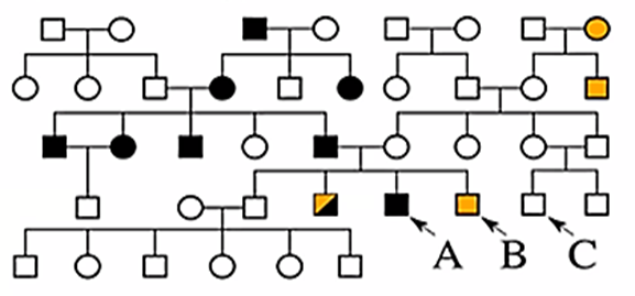 Ba người đàn ông (A, B, C) trong cùng một gia đình xin tư vấn di truyền (ảnh 1)