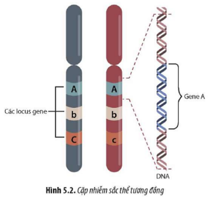 Quan sát Hình 5.2, hãy mô tả sự sắp xếp của các gene trên nhiễm sắc thể. (ảnh 1)