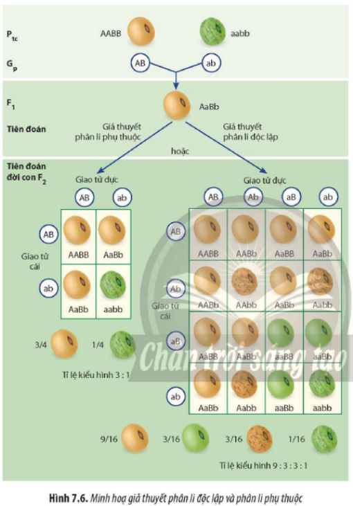 Quan sát Hình 7.6 kết hợp thông tin về kết quả thí nghiệm lai hai tính trạng của Mendel, hã (ảnh 1)
