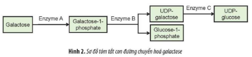 Ở người, bệnh galactosemia do đột biến gene lặn gây thiếu hụt enzyme trong con đường (ảnh 1)