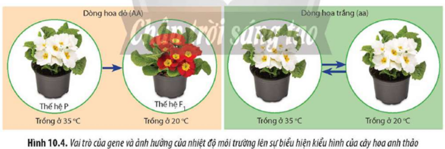 Quan sát Hình 10.4, đọc đoạn thông tin và trả lời câu hỏi: a) Bố mẹ di truyền kiểu gene h (ảnh 1)