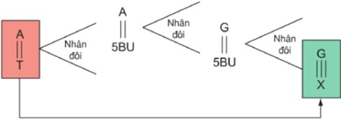 Sơ đồ dưới đây mô tả dạng đột biến thay thế cặp nuclêôtit A – T bằng G – X (ảnh 1)