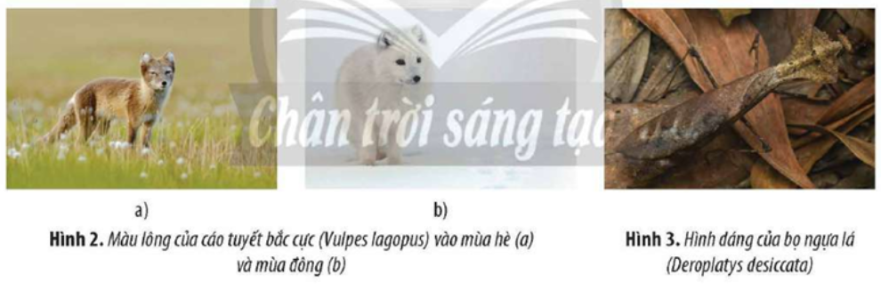 Quan sát các hình ảnh sau và trả lời câu hỏi.  a) Cho biết hiện tượng nào là  (ảnh 1)