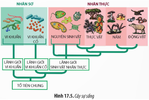 Cây sự sống mà em đã được học ở Bài 17 mô tả lịch sử tiến hoá của giai đoạn nào trong (ảnh 1)