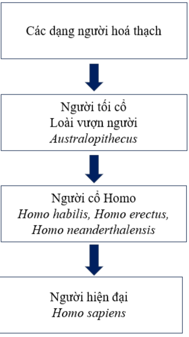 Hãy vẽ sơ đồ các giai đoạn chính trong quá trình phát sinh loài người. (ảnh 1)