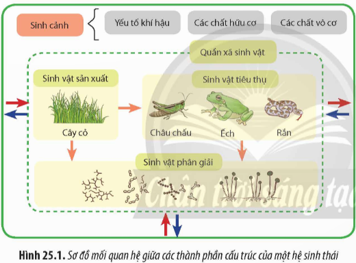 Quan sát Hình 25.1, gọi tên sinh vật tiêu thụ bậc 2, 3. (ảnh 1)