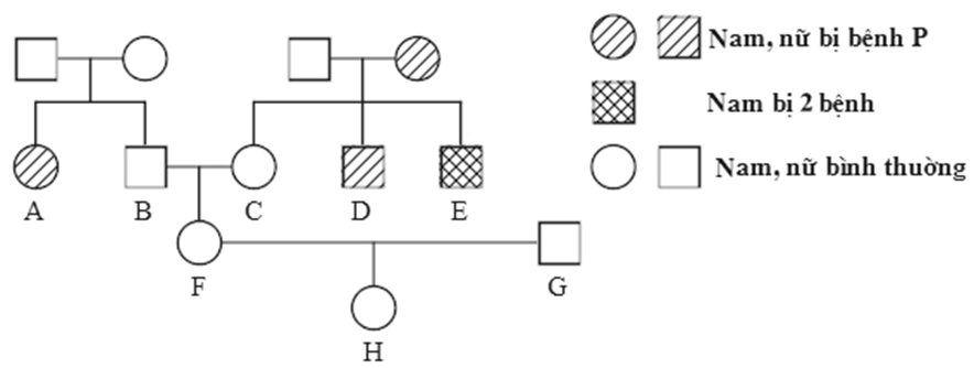 Ở một quần thể người, bệnh P do một trong hai alen của một gen quy định  (ảnh 1)