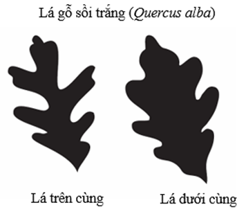 Các tế bào cấu tạo nên lá trên cây giống hệt nhau về mặt di truyền (ảnh 1)