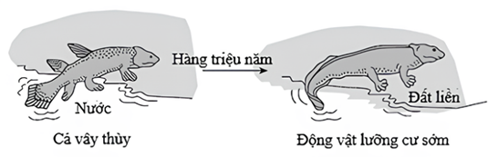 Hình ảnh dưới đây mô tả sự tiến hóa có thể đã dẫn cá vây thùy phát triển thành động vật  (ảnh 1)