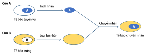 Tế bào chuyển nhân sau đó được chuyển vào tử cung của con cừu C mang thai hộ, cứu con sinh ra mang đặc điểm di truyền của con cừu nào? Giải thích. (ảnh 1)