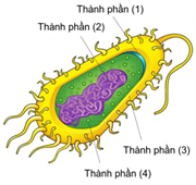 Thành phần số 2 trong hình bên dưới là gì? Thành phần số 2 trong hình bên dưới là gì?A. Màng tế bào.		B. Vùng nhân. C. Tế bào chất.		D. Thành tế bào. (ảnh 1)