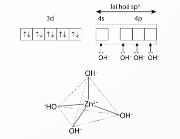 Mô tả sự hình thành liên kết trong ion phức tứ diện [Zn(OH)4]2-. (ảnh 1)