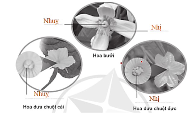 Viết chú thích các bộ phận của hoa trong các hình sau. (ảnh 2)