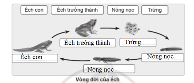 Sử dụng các từ ngữ đã cho điền vào mỗi giai đoạn trong vòng đời của các động vật trong hình cho phù hợp.    (ảnh 2)