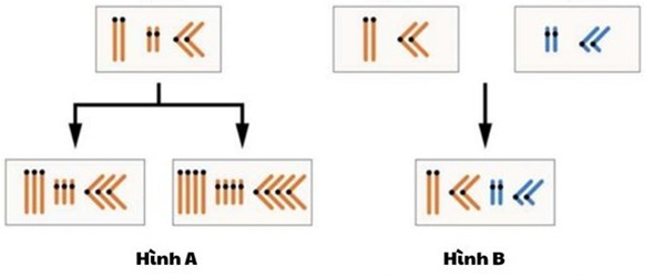 Hình dưới đây mô tả các dạng đột biến đa bội ở các loài thực vật (ảnh 1)