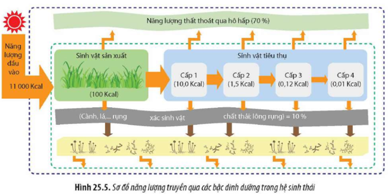 Quan sát Hình 25.5 và cho biết: a) Các con đường thất thoát năng lượng. b) Việc nghiên cứu hiệu suất sinh thái có ý nghĩa gì? (ảnh 1)