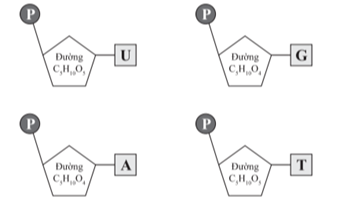 Hình bên dưới thể hiện cấu trúc của một số loại nuclêôtit cấu tạo nên ADN và ARN.   Hình nào trong số các hình trên là không phù hợp? (ảnh 1)