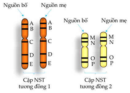 Giả sử một tế bào có 2 cặp NST tương đồng (ảnh 1)