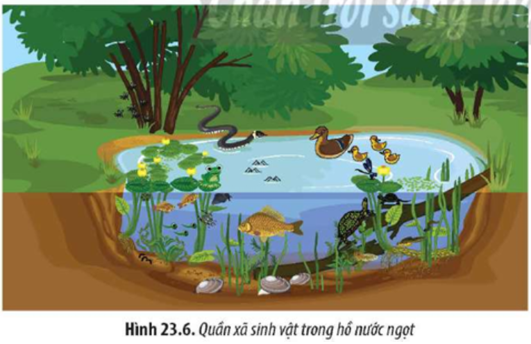 Quan sát Hình 23.6, hãy trình bày cấu trúc chức năng dinh dưỡng của một quần xã sinh vật trong hồ nước ngọt. (ảnh 1)