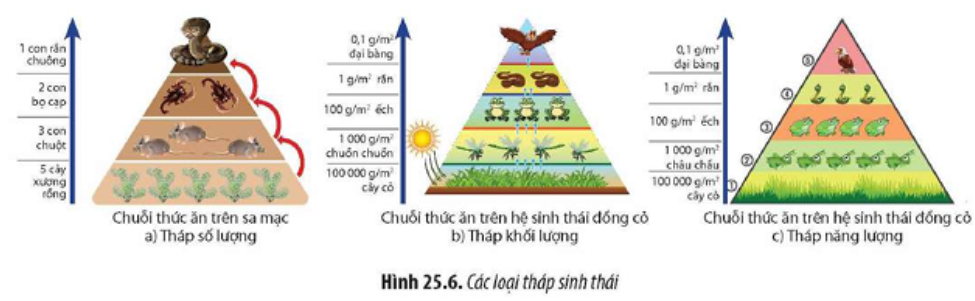 Quan sát Hình 25.6, đọc đoạn thông tin và cho biết việc xây dựng tháp sinh thái có ý nghĩa gì. (ảnh 1)