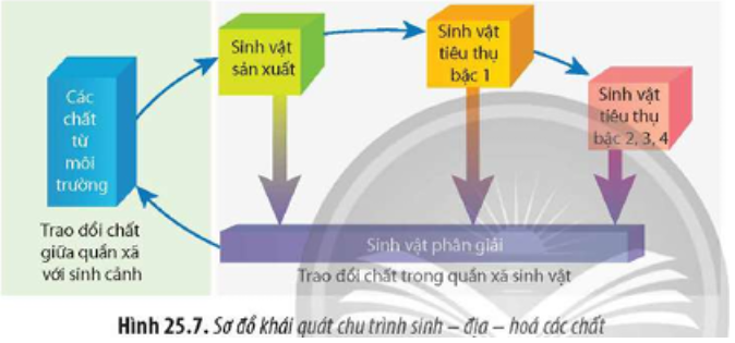 Quan sát Hình 25.7, đọc đoạn thông tin và cho biết chu trình trình sinh - địa - hoá được chia thành những giai đoạn nào. (ảnh 1)