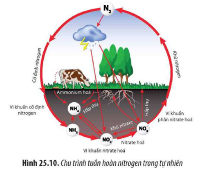 Quan sát Hình 25.10 và cho biết: a) Dạng muối khoáng mà thực vật hấp thụ được hình thành như thế nào? b) Mô tả chu trình nitrogen. (ảnh 1)