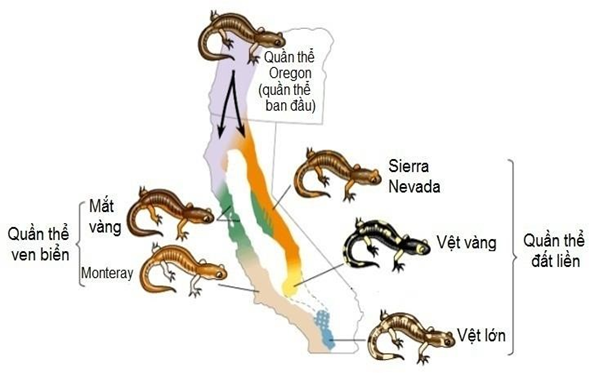 Hình ảnh sau đây mô tả quá trình hình thành loài khác khu vực địa lí ở kỳ giông từ quần thể kỳ giông Oregon.  (ảnh 1)