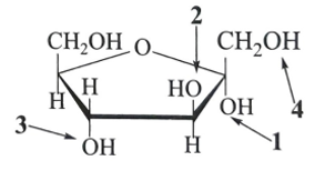 Trong công thức fructose ở hình bên, nhóm −OH hemiketal là nhóm −OH được đánh số   A. 1. B. 3. C. 2. D. 4. (ảnh 1)