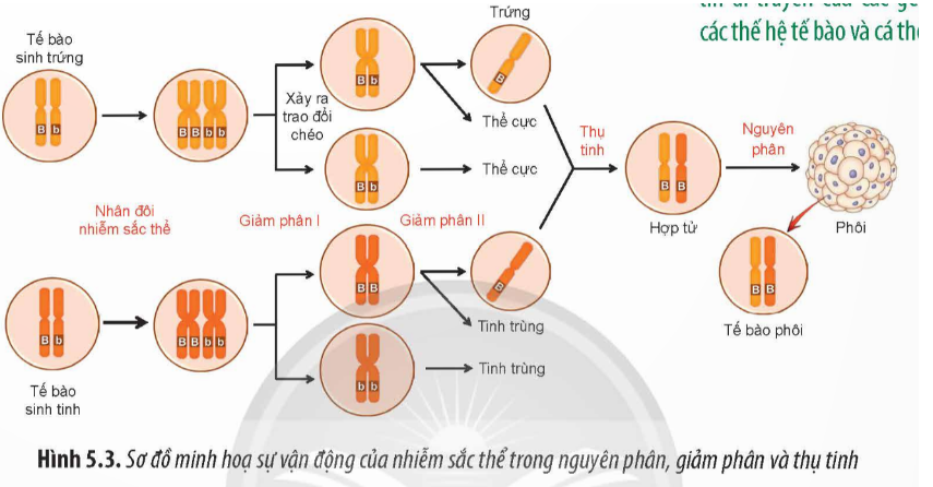 Quan sát Hình 5.3, hãy giải thích tại sao nguyên phân, giảm phân và thụ tinh quyết định quy luậ (ảnh 1)