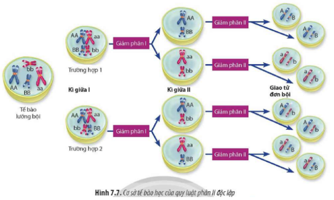 Quan sát Hình 7.7 và cho biết điều kiện để mỗi cặp allele phân li độc lập với cặp allele khác  (ảnh 1)