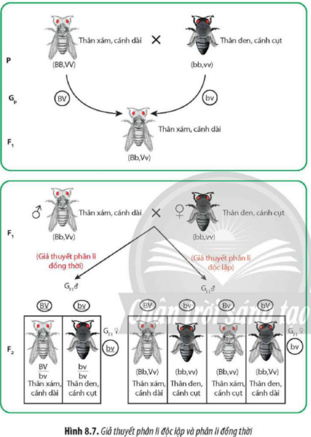 Quan sát Hình 8.7, hãy cho biết: a) Điểm khác nhau cơ bản về phân li các gene trong quá trình phát  (ảnh 1)