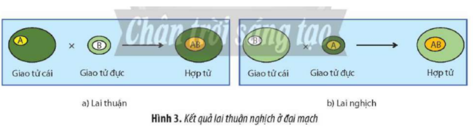 Khi lai thuận nghịch hai giống lúa đại mạch có lá màu xanh lục bình thường và lục nhạt với nhau (ảnh 1)