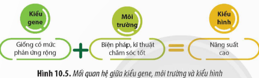 Quan sát Hình 10.5 và cho biết trong sản xuất nông nghiệp, yếu tố nào quyết định năng suất tối đa của một kiểu gene. (ảnh 1)