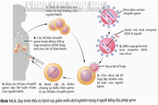 Quan sát Hình 14.3, hãy cho biết dựa trên cơ sở nào mà liệu pháp gene có thể được sử  (ảnh 1)