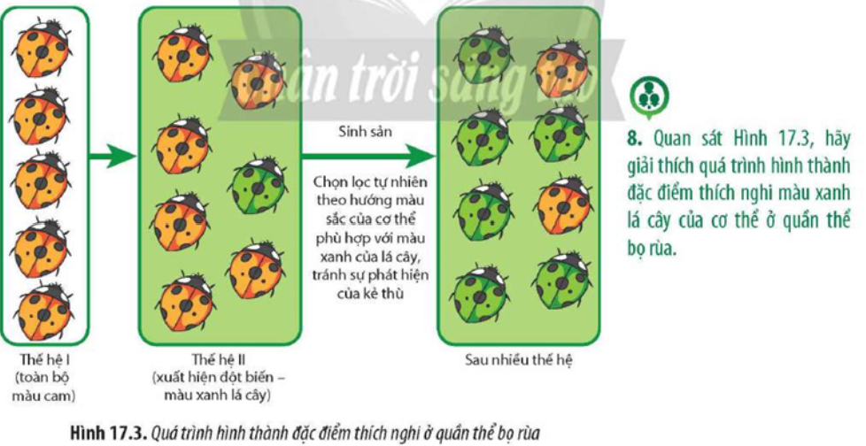 Quan sát Hình 17.3, hãy giải thích quá trình hình thành đặc điểm thích nghi màu xanh lá  (ảnh 1)