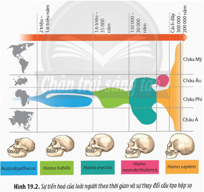 Quan sát Hình 19.2 và vẽ sơ đồ sự tiến hoá của loài người hiện đại từ loài vượn  (ảnh 1)