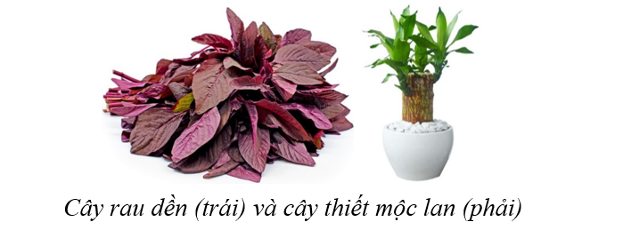 Một trong những điểm khác biệt căn bản của động vật với thực vật là thực vật có khả năng quang hợp tự sản xuất ra chất hữu cơ.  (ảnh 1)