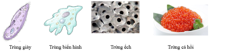 Trong các tế bào sau, tế bào nào phải quan sát bằng kính hiển vi quang học mới quan sát được? A. Trứng cá hồi, trùng giày, trùng biến hình. B. Trứng ếch, trùng giày, trùng biến hình. C. Trứng ếch, trứng cá hồi. D. Trùng giày, trùng biến hình. (ảnh 1)