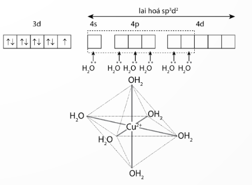 Mô tả sự hình thành liên kết trong ion phức [Cu(H2O)6]2+. (ảnh 1)