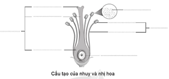 Chú thích vào hình các bộ phận của nhụy và nhị hoa trong hình sau. (ảnh 1)