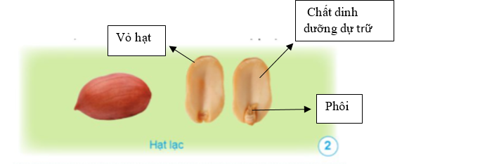 Vẽ và chú thích các bộ phận của hạt lạc vào khung sau. (ảnh 1)