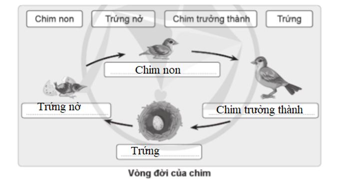 Sử dụng các từ ngữ đã cho điền vào mỗi giai đoạn trong vòng đời của các động vật trong hình cho phù hợp.    (ảnh 3)