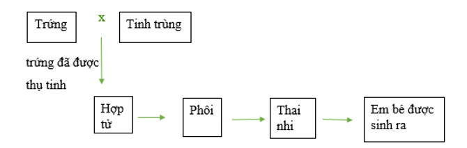 a)  Sử dụng các từ ngữ: trứng, thai nhi, tinh trùng, hợp tử để hoàn thành sơ đồ (ảnh 2)