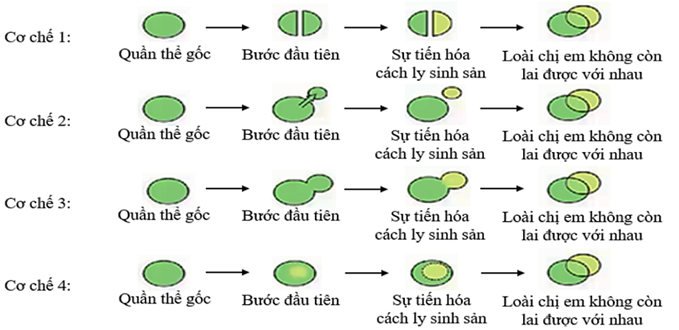 Hình thành loài là một quá trình lịch sử, cải biến thành phần kiểu gen của quần thể ban đầu (ảnh 1)