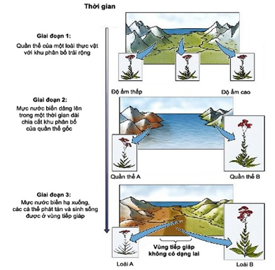 Quá trình hình thành loài mới ở một loài thực vật được mô tả ở hình bên (ảnh 1)